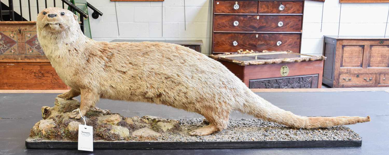 Taxidermy: A European Otter (Lutra lutra), early 20th century, a good quality full mount adult