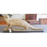 Taxidermy: A European Otter (Lutra lutra), early 20th century, a good quality full mount adult