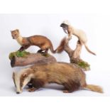 Taxidermy: A Scottish Pine Marten, Polecat & Badger, modern, by Adrian Johnstone, Taxidermy,