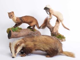 Taxidermy: A Scottish Pine Marten, Polecat & Badger, modern, by Adrian Johnstone, Taxidermy,