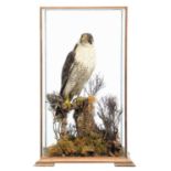 Taxidermy: A Cased Peregrine Falcon (Falco peregrinus), circa 1900-1930, a large antique full