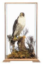 Taxidermy: A Cased Peregrine Falcon (Falco peregrinus), circa 1900-1930, a large antique full