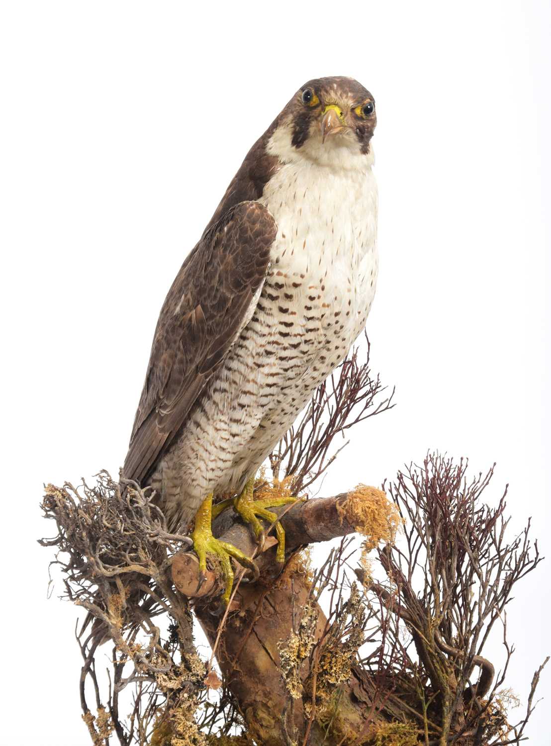 Taxidermy: A Cased Peregrine Falcon (Falco peregrinus), circa 1900-1930, a large antique full - Image 4 of 5