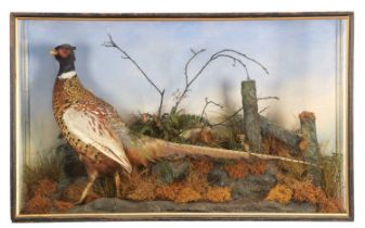 Taxidermy: A Cased Late Victorian Ring-necked Pheasant (Phasianus colchicus), circa 1880-1900, a