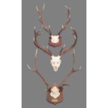 Antlers/Horns: Three Sets of Scottish Deer Antlers, late 20th century, a well formed set of Royal