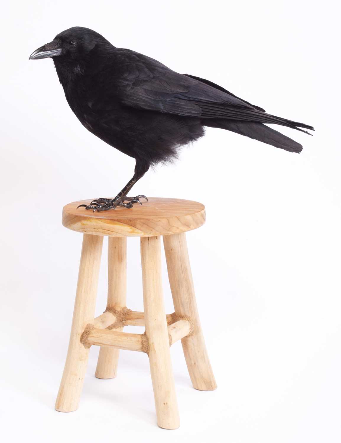 Taxidermy: A Carrion Crow on a Stool (Corvus carone), modern, by Adrian Johnstone, Taxidermy,