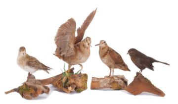 Taxidermy: A Pair of Woodcocks, Golden Plover & Blackbird, modern, by Adrian Johnstone, Taxidermy,