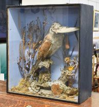 Taxidermy: A Late Victorian Common Kestrel (Falco tinnunculus), circa 1880-1900, a full mount