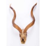 Antlers/Horns: Cape Greater Kudu (Strepsiceros strepsiceros), early 20th century, a set of adult