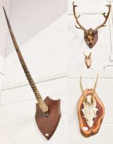 Antlers/Horns: A Set of European Fallowbuck Antlers (Dama dama), circa 1880-1900, a well formed