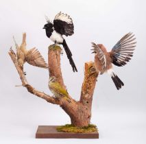 Taxidermy: A Collection of British Woodland Birds, 20th century, by Adrian Johnstone, Taxidermy,