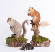 Taxidermy: A European Red Squirrel, Common Mole & Grey Squirrel, modern, by Adrian Johnstone,
