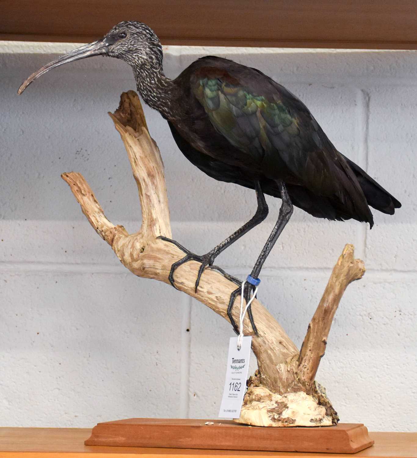 Taxidermy: Glossy Ibis (Plegadis falcinellus), modern, captive bred, a full mount juvenile perched