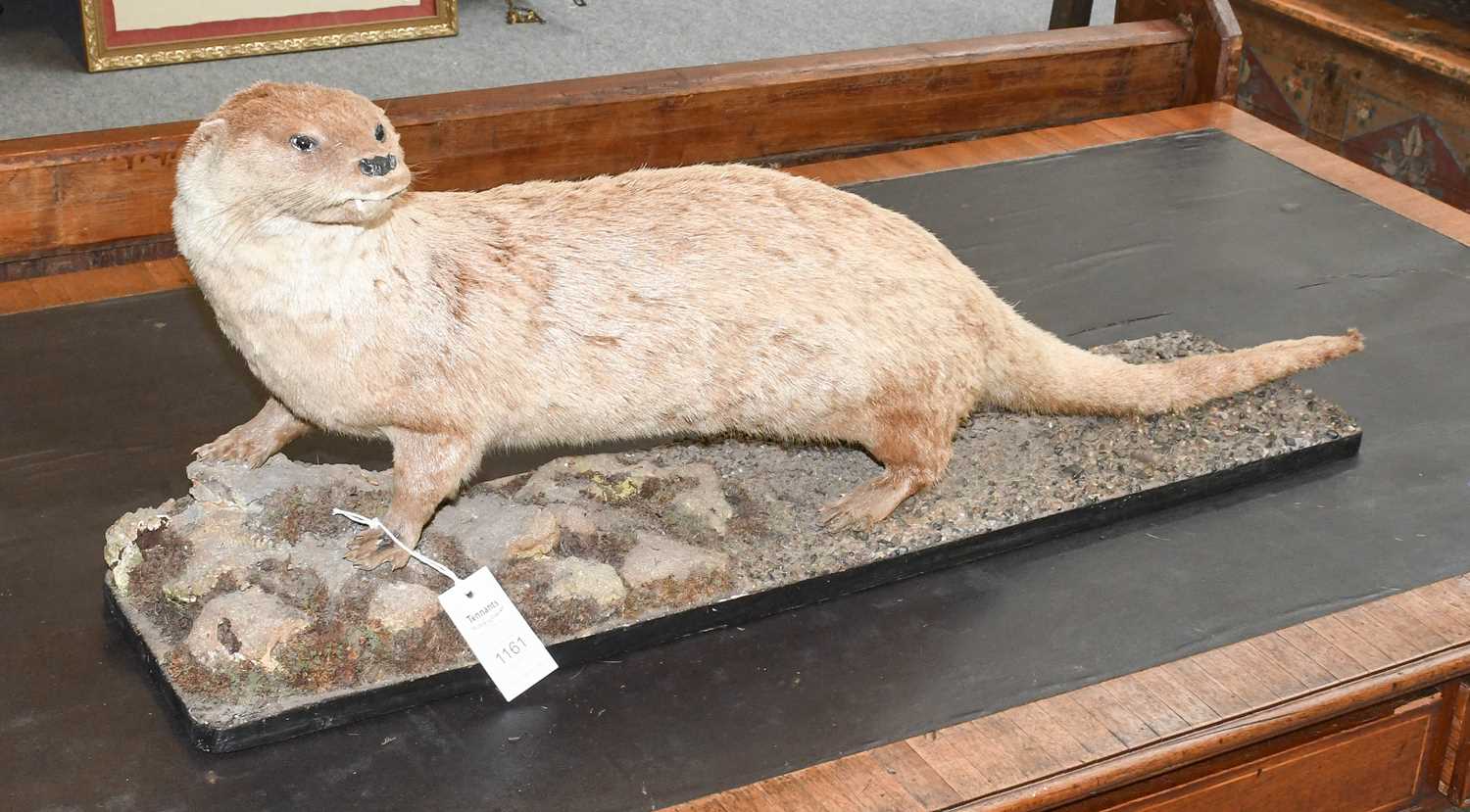 Taxidermy: A European Otter (Lutra lutra), early 20th century, a good quality full mount adult - Image 2 of 2