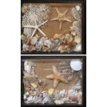 A Pair of Seashell and Coral Dioramas, 57cm by 45cm
