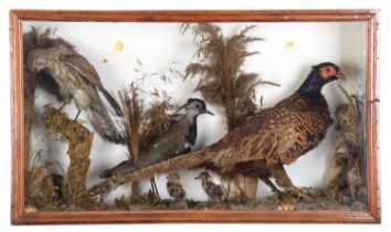 Taxidermy: A Late Victorian Cased Ring-necked Pheasant, Kestrel and Lapwing, circa 1870-1900, a full