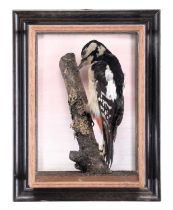 Taxidermy: A Wall Cased Great Spotted Woodpecker (Dendrocopos major), late 20th century, a full