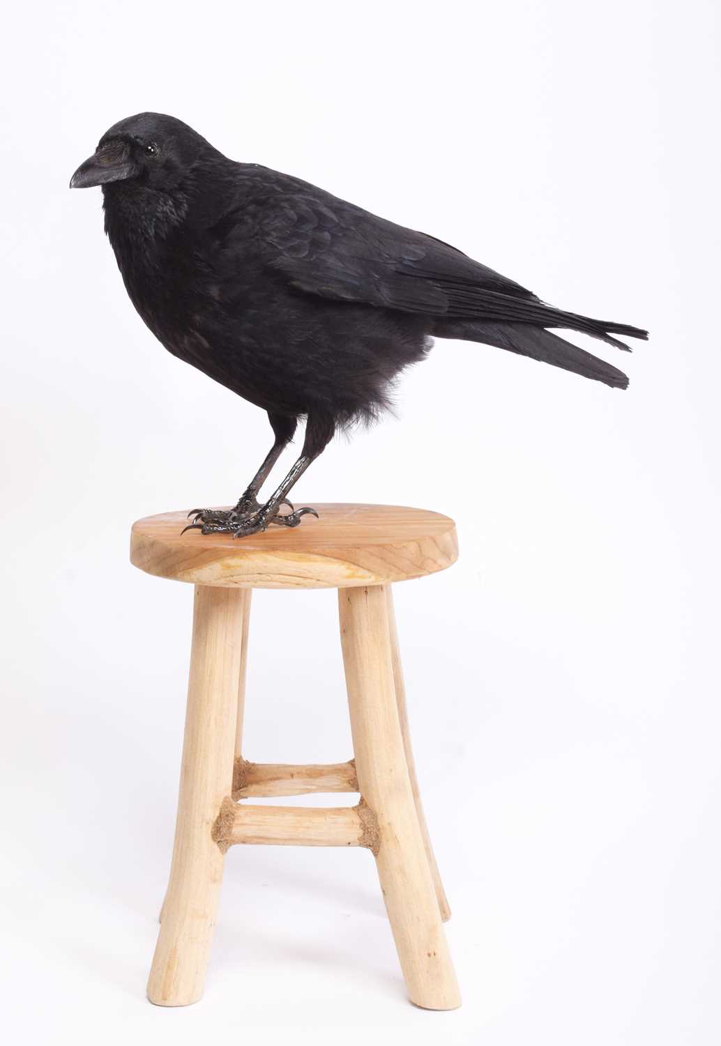 Taxidermy: A Carrion Crow on a Stool (Corvus carone), modern, by Adrian Johnstone, Taxidermy, - Image 2 of 2