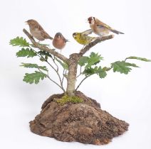 Taxidermy: A Group of British Garden Birds, modern, by Adrian Johnstone, Taxidermy, Gainford, Co