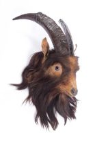 Taxidermy: Scottish Domestic Goat (Capra hircus), early 20th century, a young adult head mount