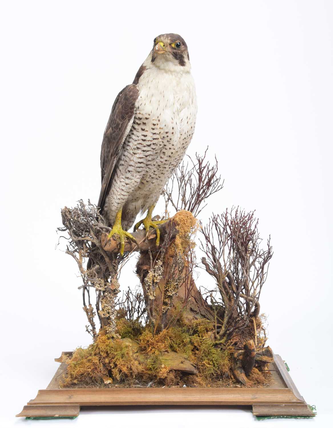 Taxidermy: A Cased Peregrine Falcon (Falco peregrinus), circa 1900-1930, a large antique full - Image 2 of 5