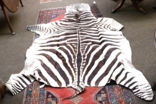 Skins/Hides: Burchell's Zebra Skin (Equus quagga), mid-late 20th century, a large adult Burchell's/