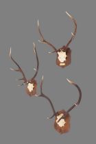 Antlers/Horns: Scottish Red Deer Antlers (Cervus elaphus scotticus), circa 1998, by Northern Natural