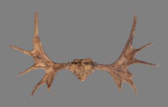 Antlers/Horns: North American Moose Antlers (Alces alces), late 20th century, a set of young adult