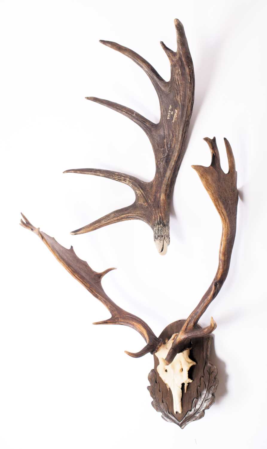 Antlers/Horns: European Fallowbuck Antlers and a Canadian Moose Antler, late 20th century, a set - Image 3 of 7