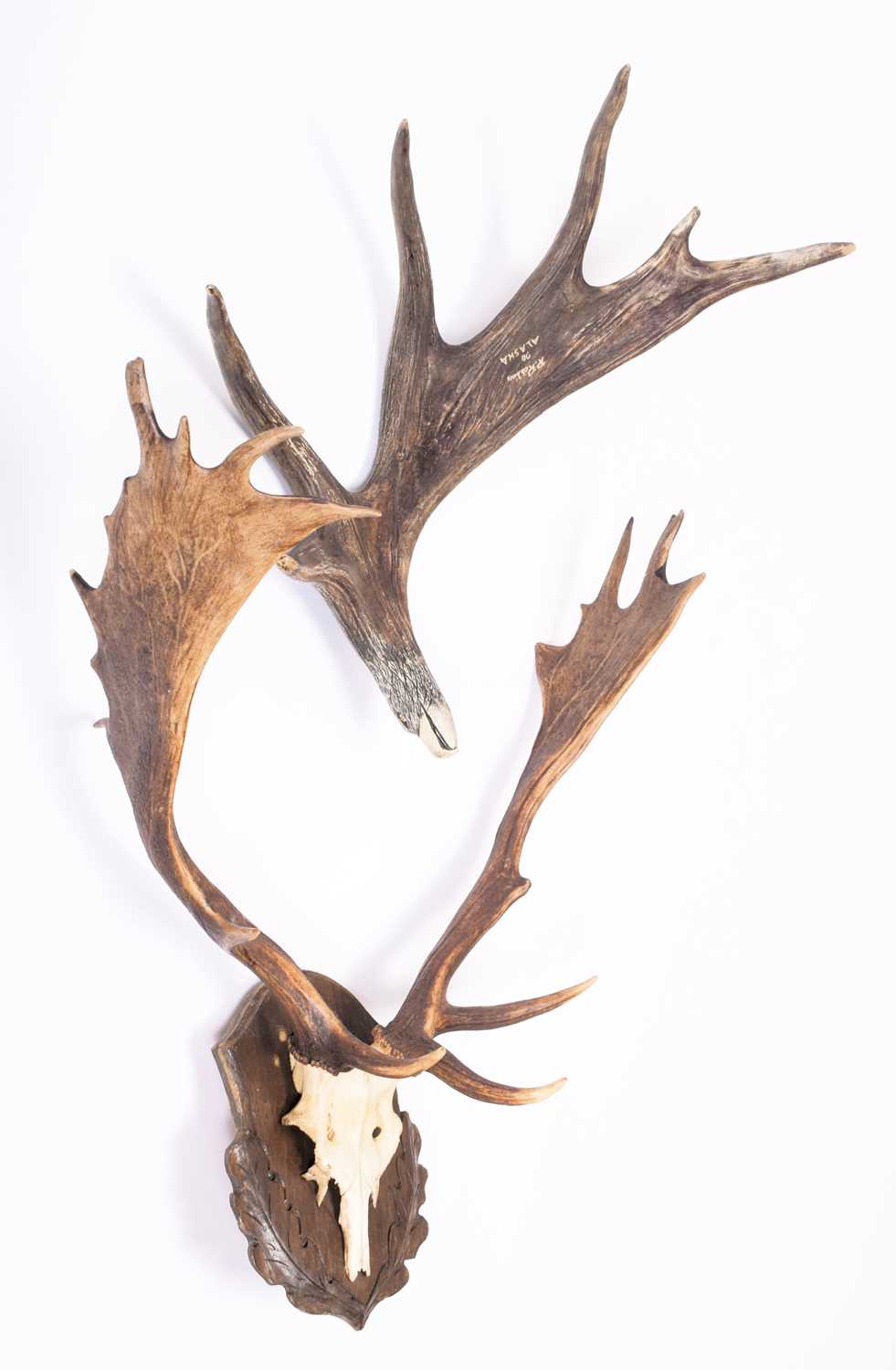 Antlers/Horns: European Fallowbuck Antlers and a Canadian Moose Antler, late 20th century, a set