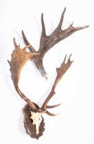 Antlers/Horns: European Fallowbuck Antlers and a Canadian Moose Antler, late 20th century, a set