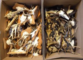 Antlers/Horns: A Collection of European Roebuck Antlers (Capreolus capreolus), a good collection