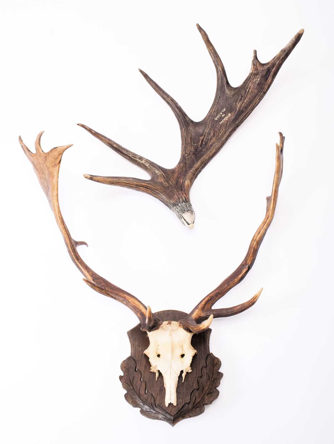Antlers/Horns: European Fallowbuck Antlers and a Canadian Moose Antler, late 20th century, a set - Image 2 of 7