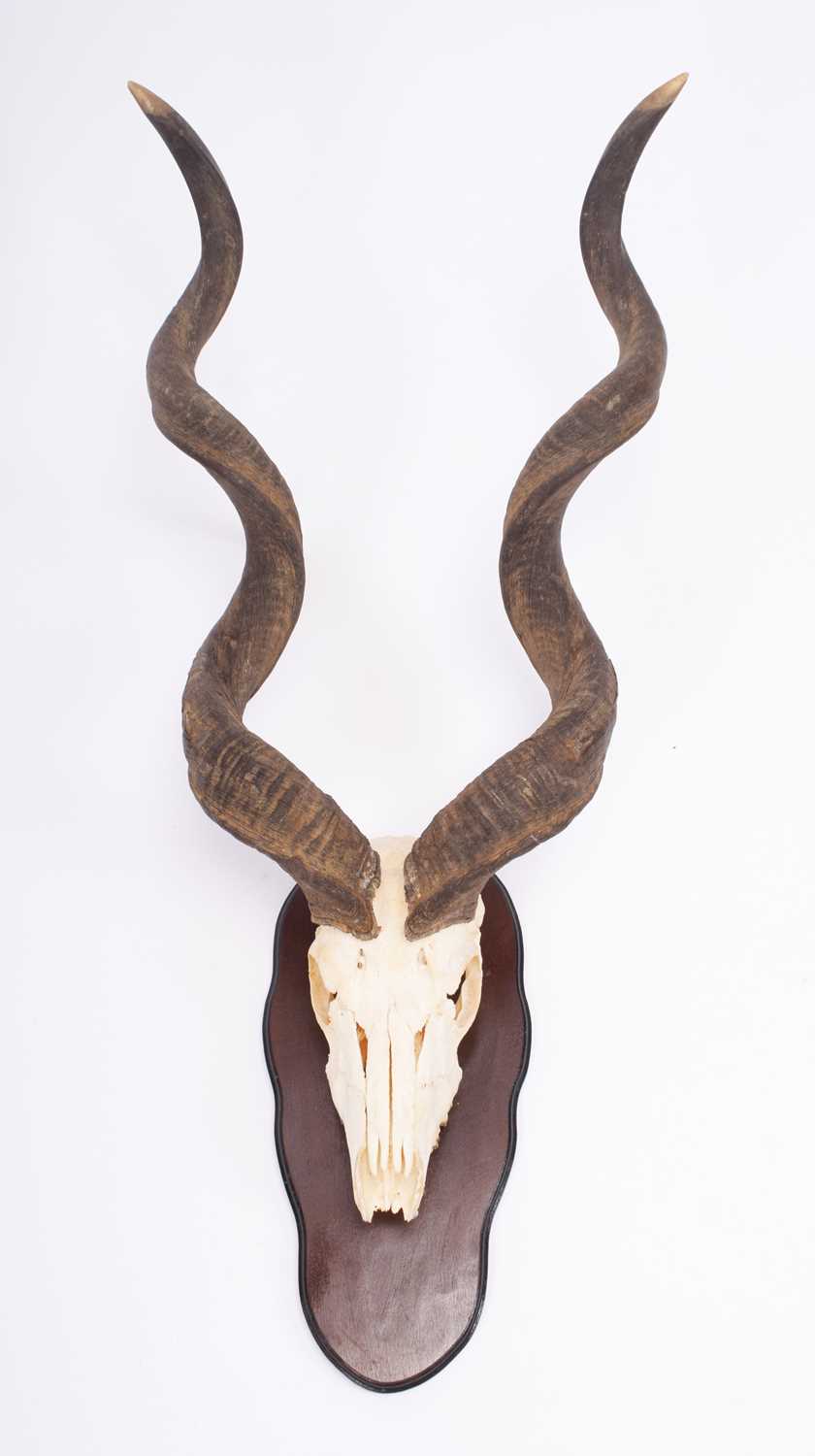 Antlers/Horns: Cape Greater Kudu Horns on Skull (Strepsiceros strepsiceros), modern, by Bull's Eye