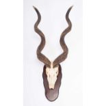 Antlers/Horns: Cape Greater Kudu Horns on Skull (Strepsiceros strepsiceros), modern, by Bull's Eye