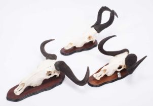 Antlers/Horns: A Group of African Game Trophies, modern, by Bull's Eye Taxidermy, South Africa, Cape