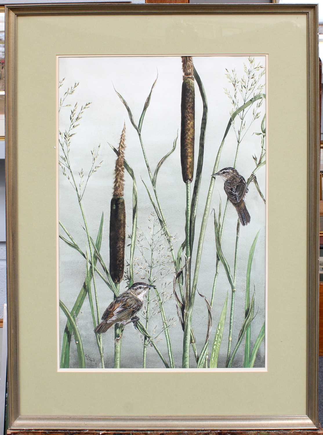 Anthea Lycett (20th Century) A pair of wrens resting on bullrushes Signed and dated (19)83, - Image 3 of 3
