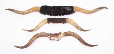 Antlers/Horns: Three Sets of Steer Horns, early 20th century, three sets of horns with woolen