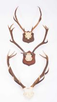 Antlers/Horns: Three Sets of Scottish Deer Antlers, 21st century, a set of small Royal adult stag