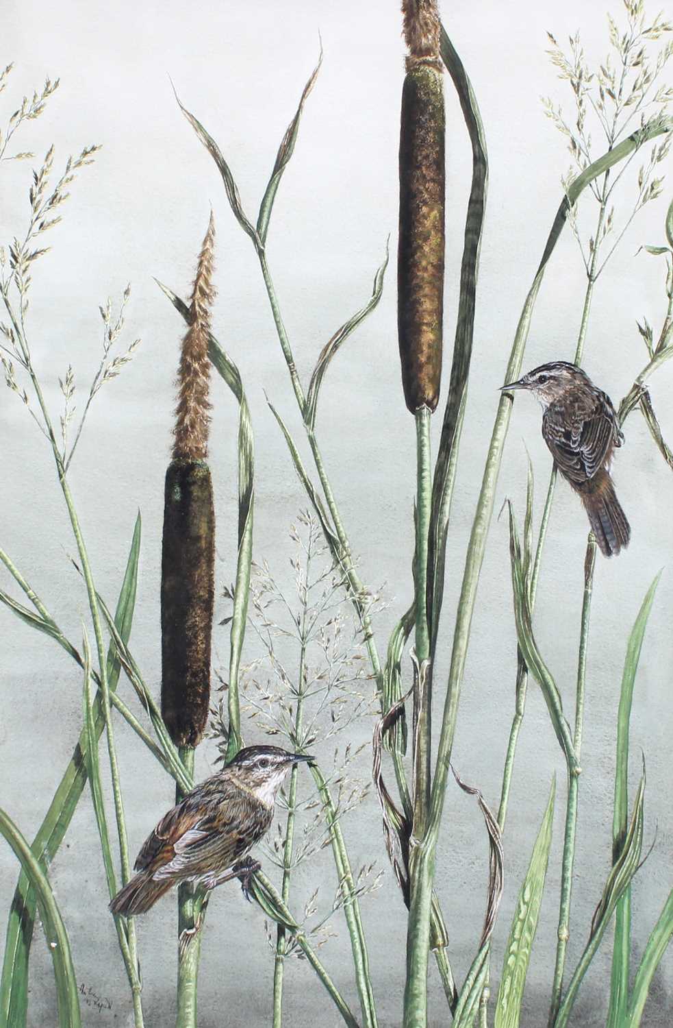 Anthea Lycett (20th Century) A pair of wrens resting on bullrushes Signed and dated (19)83,