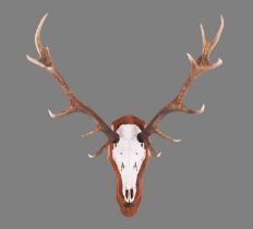 Antlers/Horns: Scottish Red Deer Antlers (Cervus elaphus), dated 2009, Drimnin Estate, Scotland, a