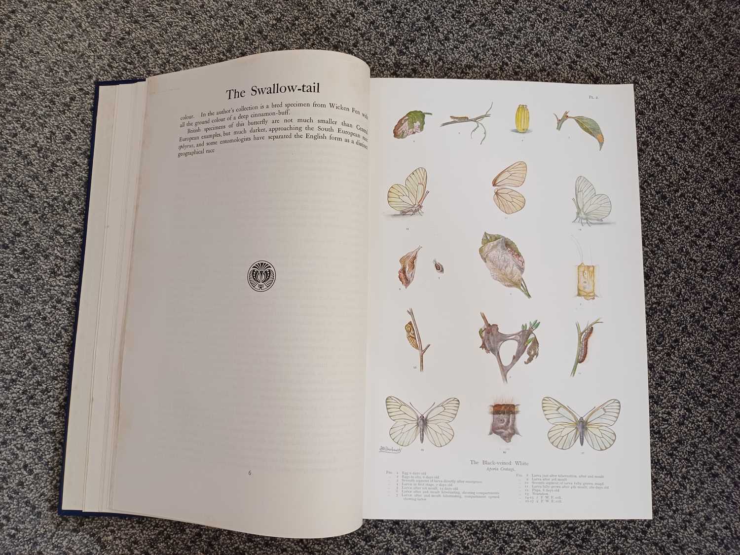 Frohawk (F. W.) Natural History of British Butterflies. London: Hutchinson & Co., no date, two - Bild 17 aus 22
