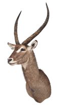 Taxidermy: Common Waterbuck (Kobus ellipsiprymnus), modern, South Africa, a superb high-quality