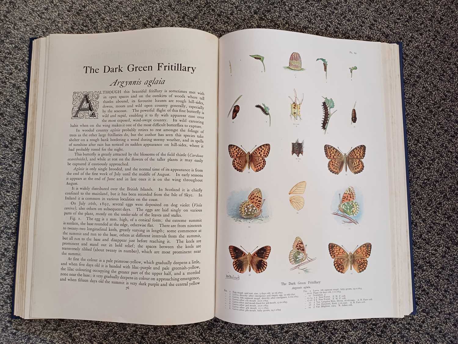 Frohawk (F. W.) Natural History of British Butterflies. London: Hutchinson & Co., no date, two - Bild 14 aus 22