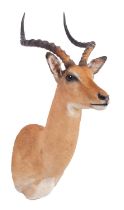 Taxidermy: Common Impala (Aepyceros Melampus) modern, South Africa, by First Class Trophy Taxidermy,