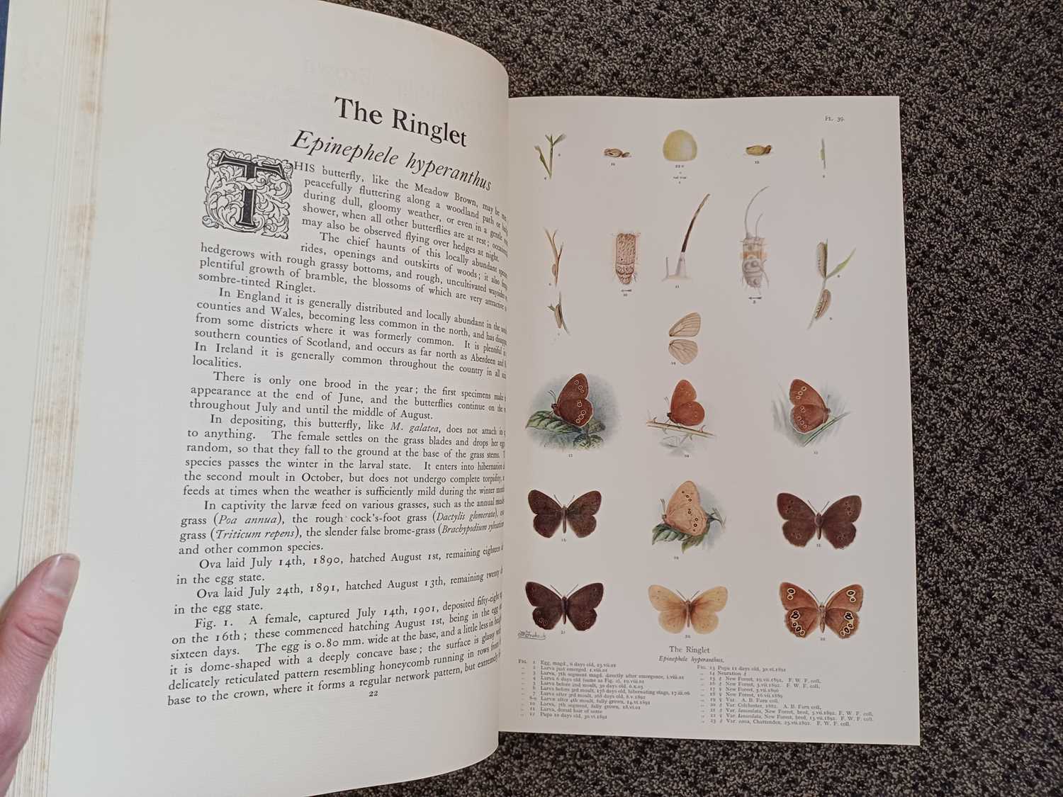 Frohawk (F. W.) Natural History of British Butterflies. London: Hutchinson & Co., no date, two - Bild 6 aus 22