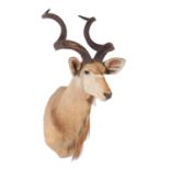Taxidermy: Cape Greater Kudu (Strepsiceros strepsiceros), 21st century, South Africa, adult bull