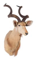 Taxidermy: Cape Greater Kudu (Strepsiceros strepsiceros), 21st century, South Africa, adult bull