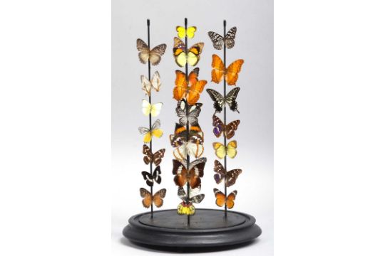 Entomology: A Colourful Display of Tropical Butterflies, modern, a display of twenty seven colourful - Image 2 of 2