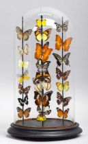 Entomology: A Colourful Display of Tropical Butterflies, modern, a display of twenty seven colourful